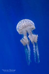 Dotted Barrel Jellyfish