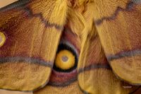 Antheraea polyphemus (Cramer) 