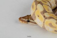 Python Regius Morph: Banana Spotnose Yellowbelly
