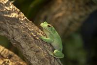 Giant Tree Frog