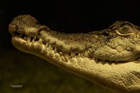 Filippijnse krokodil (Crocodylus mindorensis)