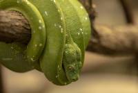 Python Groene Boom Slang