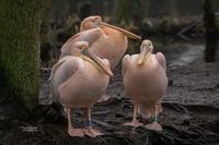 Roze pelikaan