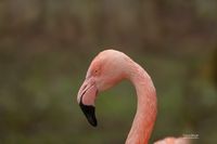 Hybride flamingo