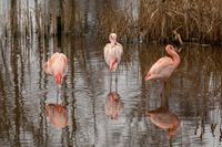 Hybride flamingo