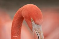 Cubaanse Flamingo