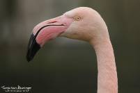 Europese flamingo