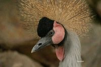 Grijze kroonkraanvogel