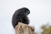 Withandgibbon