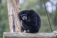 Withandgibbon