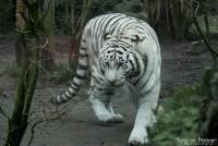 Bengaalse tijger wit