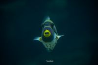 Balistoides conspicillum &ndash; Clown Triggerfish