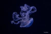 Mastigiidae; Blue spotted jelly