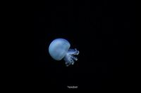 Dotted barrel jellyfish