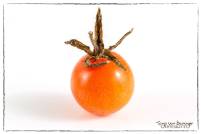 tomaat9web