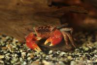 Red claw crabs ( Perisesarma Bidens)