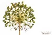 Allium Zaadbol