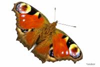 2017-09-06-17-13-03-(C)vlinder-31web