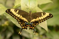 Emperor Swallowtail (Papilio ophidicephalus) 