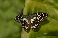 Papilio demoleus (limoenvlinder)1