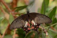 Papilio polytes romulus