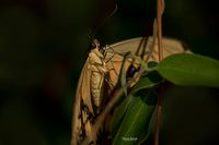 Papilio thoas2