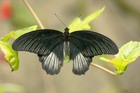 Scarlet Mormon | Papilio rumanzovia