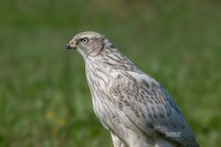 Siberische Havik