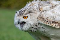 Siberische oehoe