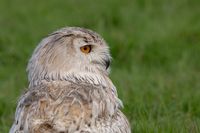 Siberische oehoe