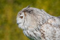 Siberische oehoe