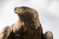 Steenarend / Golden eagle (Aquila chrysaetos)
